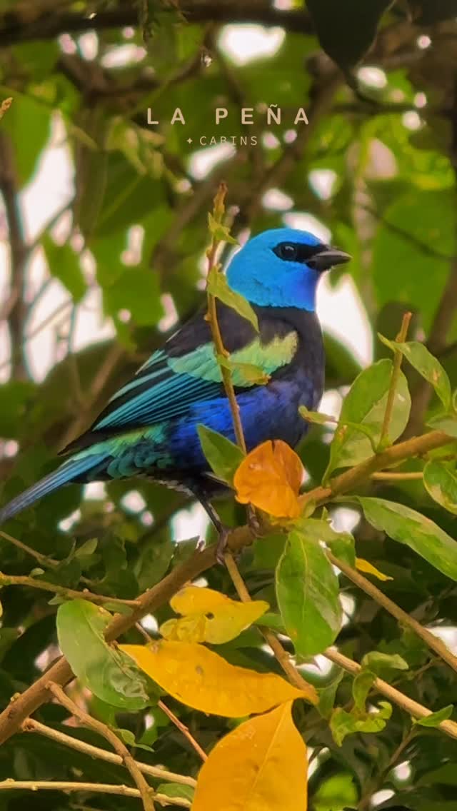 Avistamiento de aves en los bosques de Ebéjico 1